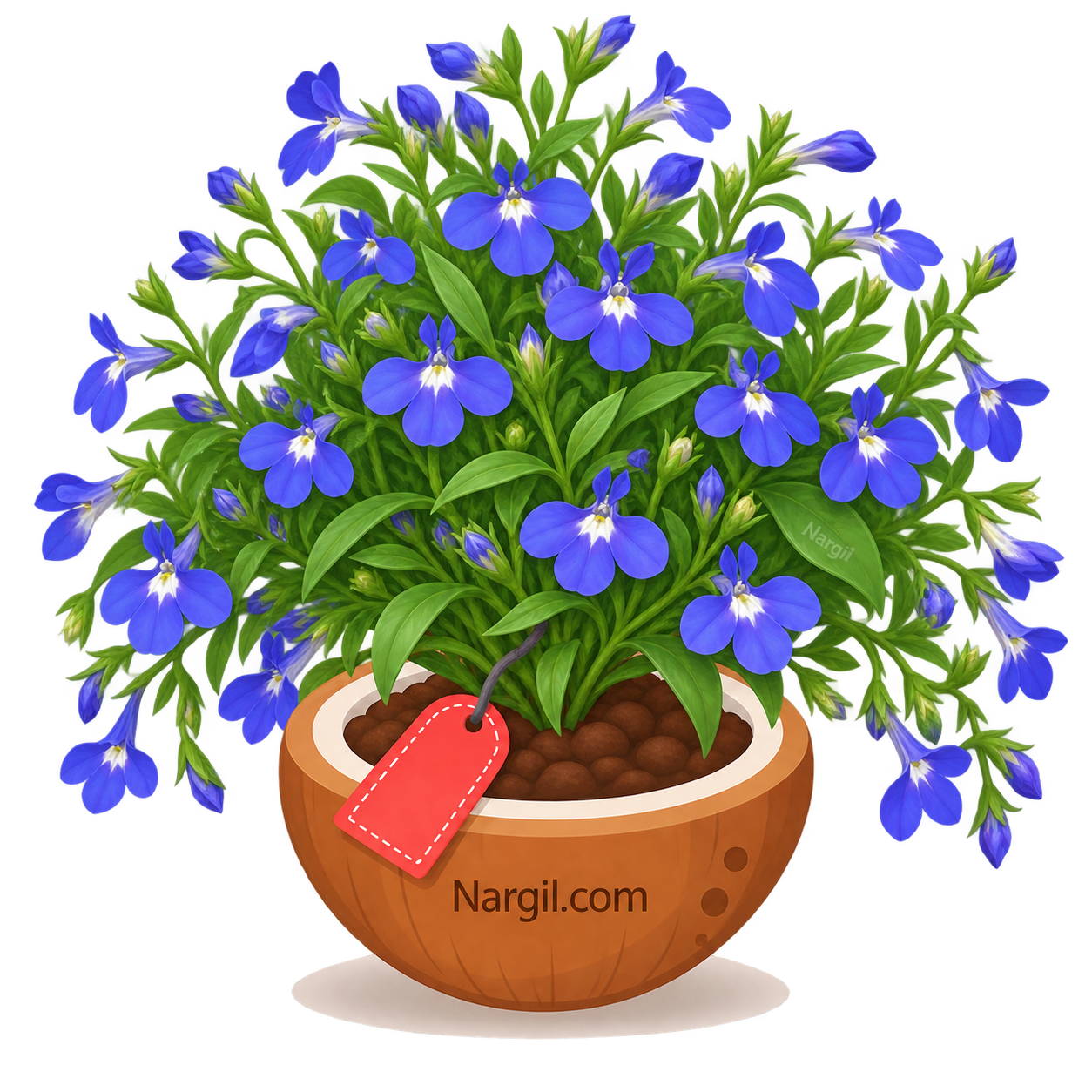 Nargil_Lobelia Erinus